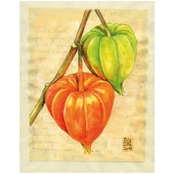 Physalis