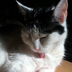 Bastet the Cat 2012 No. 29