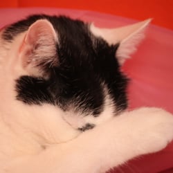 Bastet the Cat 2012 Teil 03