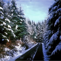 Winterwald 3k