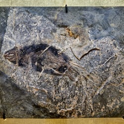 Stoeffel-Maus im Goldrahmen 686 SKAL