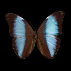 Morpho deidamia