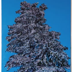 pappel IV, tuschezeichnung auf lw, 150 × 110 cm,2017