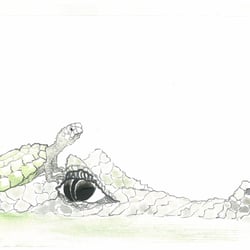 Schildkröte und Kroko