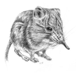 elefantenspitzmaus