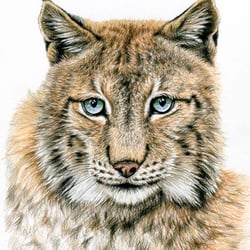 Der Luchs