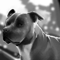 Pitbull Portrait