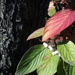 Herbst…Oktober 2012 Teil 02