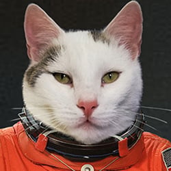 Bei Katzen hat man immer das Gefühl, sie führen heimlich ein Doppelleben…