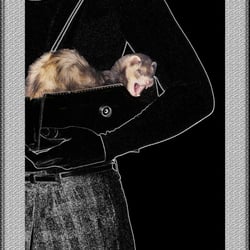 5_Frettchen