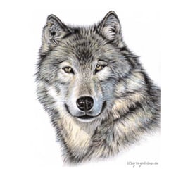 Der Wolf