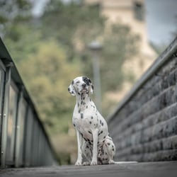 Hundefotografie, Tierfotografie
