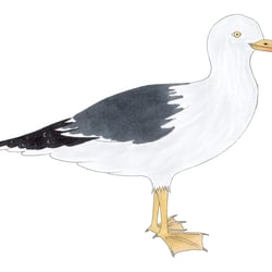 Anna-Vignette -Möwe