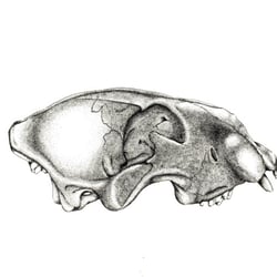 Grafischer Schädel