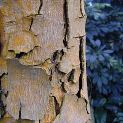 Baumrinde