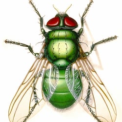 Schmeißfliege
