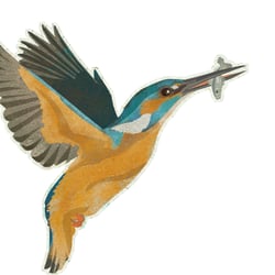Eisvogel
