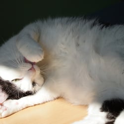Bastet the Cat 2012 Teil 06