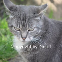 Cat Juli 2014 © by Dina.T