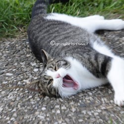 CAT AUG. 2014