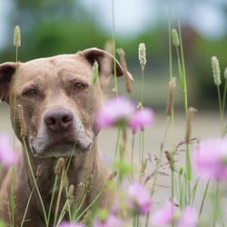 Lovely Pit