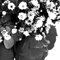 Flower Power / 2022