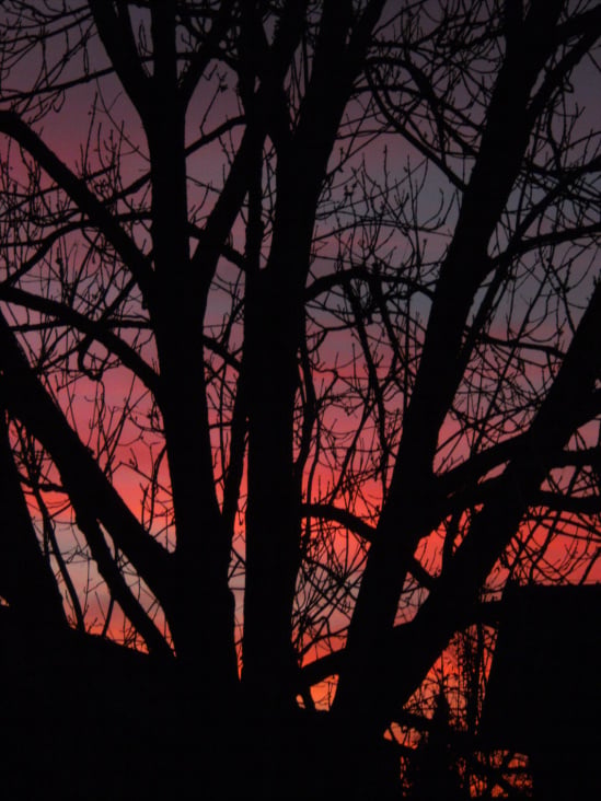 Burning Trees