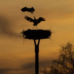 Storchennest