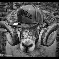 Ram