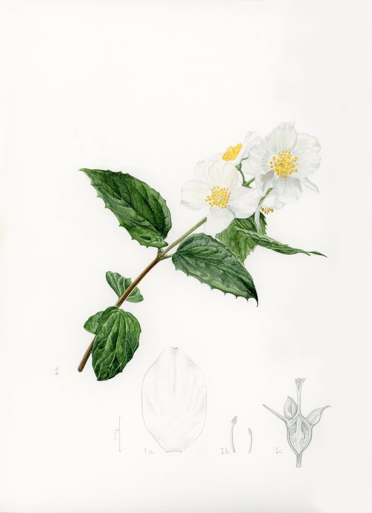 Botanische Illustration