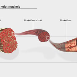 Muskel Illustration