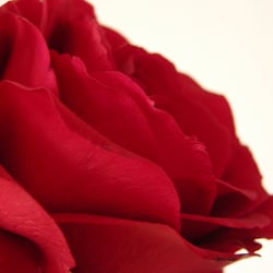 Rose4