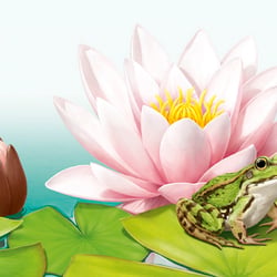 Frosch