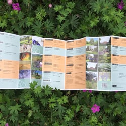Programmflyer DGGL Hessen e. V.