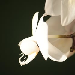Flower / Orchidee Foto Übungen März 2014