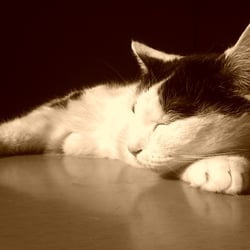 Bastet in Sepia No. 05