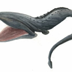 Tierillu 6