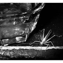 P1120747 bw