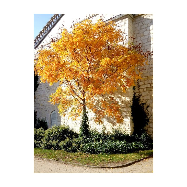 BELVEDERE POTSDAM – HERBSTBAUM