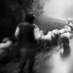 Sheep.