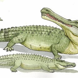 Sarcosuchus-Leistenkrokodil