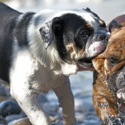 englische Bulldoggen beim Spielen