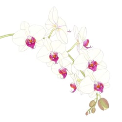 Nachtfalterorchidee