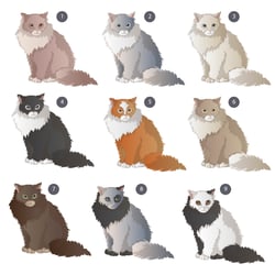 Birma Katze Farbvarianten