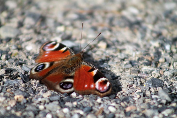 Schmetterling 2