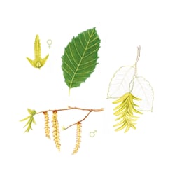 Blatt, Blüte und Frucht der Hainbuche
