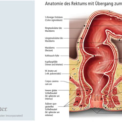 Rectum