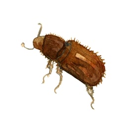 Borkenkäfer