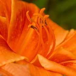 Blumenbild (22 von 60)