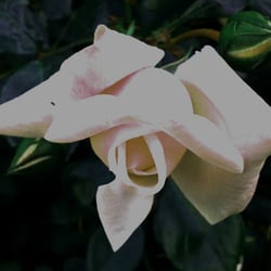 Flowers / Blumen 2012 Teil 04